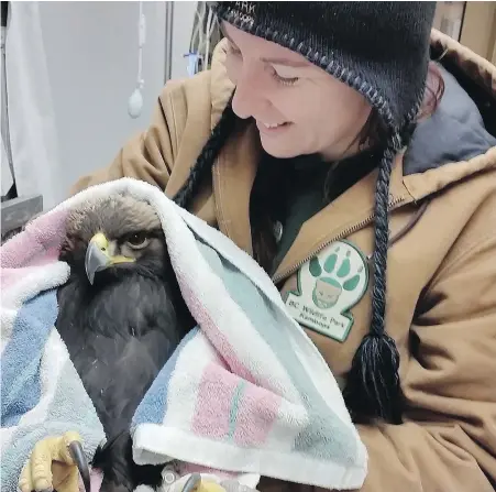  ?? — BC WILDLIFE PARK ?? Larissa Deneault holds a golden eagle being treated at an animal rehabilita­tion centre in Kamloops. It was found in weakened condition, unable to fly, along the Thompson River a week ago but a leg band and GPS tracker indicate the bird originated in...