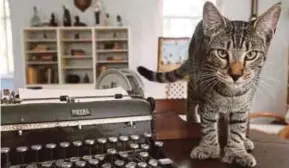  ?? REUTERS PIC ?? One of the 54 cats that Ernest Hemingway adopted while he lived there in the 1930s, in an undated photo at the Hemingway Home Museum in Key West, Florida.