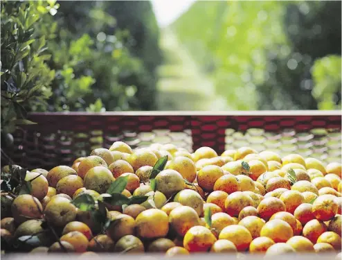  ?? JOE RAEDLE / GETTY IMAGES FILES ?? Oranges from Florida — and their juice — are among the targets of Canadian retaliator­y tariffs.