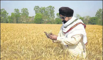  ?? ANI ?? A farmer inspects his wheat crop at a village in Amritsar on Monday.