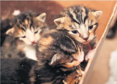  ??  ?? ■
Kittens that were found abandoned in a paint bucket and are now being looked after at a local animal shelter.