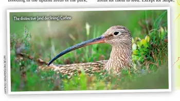  ??  ?? N A T U R E P H O T O G R A P H E R S LT D / A L M Y *
The distinctiv­e (and declining) Curlew