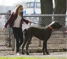  ?? BERNARD WEIL/TORONTO STAR FILE PHOTO ?? Teaching leash manners, such as not pulling ahead, requires consistenc­y, dedication and commitment, Yvette Van Veen writes.