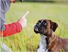  ?? Foto: Jana Behr, Adobe Stock ?? Hunde sollten Herrchen und Frauchen aufs Wort gehorchen. Damit die Besitzer wis sen, wie sie das schaffen, gibt es Hundeschul­en.