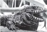  ?? Wikimedia Commons ?? The invasive South American tegu lizard, which grows up to four feet long, is now a major concern in Florida.