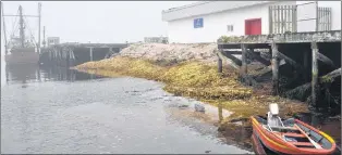  ?? ROSALYN ROY/SALTWIRE NETWORK ?? A metric ton of discarded scallops lines the water at the base of the seafood plant in Ramea in August.