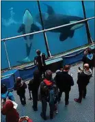  ??  ?? Après les représenta­tions, le public peut aller « plus près des orques ».