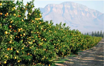  ?? ?? South Africa’s rugged Swartberg and Koue Bokkeveld mountains standing majestical­ly above fertile citrus farmland