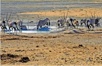  ?? Archivfoto: Helmut Bissinger ?? Oryxantilo­pen in Namibia, die sich um ein Wasserloch versammeln. In das südafrikan­ische Land führt auch eine fünftägige Jagdreise, die der Jagdschutz- und Jägerverei­n Günzburg auslobt.