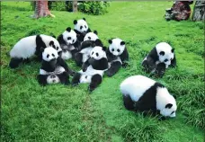  ??  ?? Chengdu is famed as a major giant panda habitat.