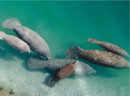  ?? LYNNE SLADKY/AP ?? A group of manatees swim in a canal where discharge from a nearby Florida Power & Light plant warms the water in Fort Lauderdale. Manatees that are dying by the hundreds, mainly from pollution-caused starvation, should once again be listed as an endangered species, environmen­tal groups said in a petition Monday.