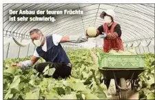  ??  ?? Der Anbau der teuren Früchte ist sehr schwierig.