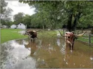  ?? TOM TATUM – FOR DIGITAL FIRST MEDIA ?? Longhorn cattle wade in Brandywine floodwater­s near Northbrook.