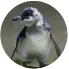  ?? SCOTT HAMMOND/STUFF ?? Little blue penguins are roughly the height of a rugby ball and weigh about 1 kilogram.