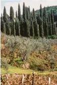  ?? Foto: dpa ?? Olivenbäum­e (Bildmitte) in Italien: Das Feuerbakte­rium setzt ihnen zu.