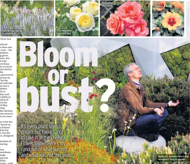  ??  ?? Radio 2’s Jeremy Vine in the wonderful Texture garden The new rose Vanessa Bell Beautiful: Margaret Petit Orange Runner-up: Salvia Crystal Blue