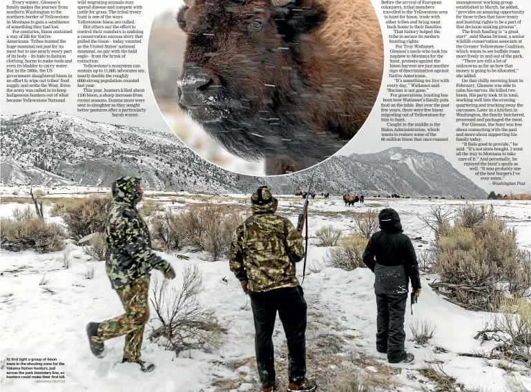  ?? WASHINGTON POST ?? At first light a group of bison were in the shooting zone for the Yakama Nation hunters, just across the park boundary line, so hunters could make their first kill.