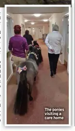  ?? ?? The ponies visiting a care home