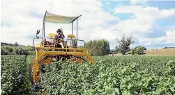  ?? PHOTO: SUPPLIED ?? Blackcurra­nts are harvested in the Moutere area of Tasman.