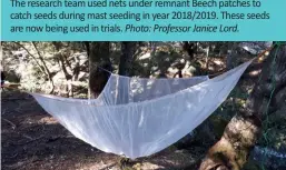  ??  ?? The research team used nets under remnant Beech patches to catch seeds during mast seeding in year 2018/2019. These seeds are now being used in trials.