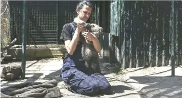  ??  ?? Avgerinou feeds a bear cub called Luigi in the Arcturos sanctuary at Nymfaio on the slopes of Mount Vitsi, some 600 kilometres northwest of Athens, on Apr 23.