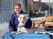  ?? [PHOTO BY MATT BARNARD, TULSA WORLD] ?? Julie Mueller poses with Stewart, her saluki. Mueller, the owner of Aurora Kennel in Tulsa, was named the 2017 dog owner-handler of the year in an award show leading up to the Westminste­r Kennel Club Dog Show.