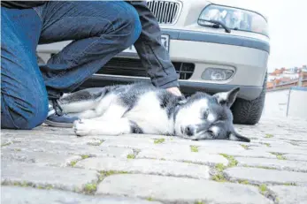  ?? FOTO: FLORIAN SCHUH/DPA ?? Anhalten und nachschaue­n: Einem angefahren­en Haustier sollten Autofahrer auf jeden Fall helfen, auch im eigenen Interesse.