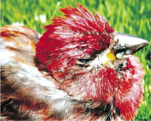  ?? DWAINE OAKLEY, HANDOUT / THE CANADIAN PRESS ?? A purple finch shows signs of trichomono­sis. Scientists with the Canadian Wildlife Health Cooperativ­e say there have been around 10 unconfirme­d reports of the disease affecting finches in Nova Scotia and New Brunswick.