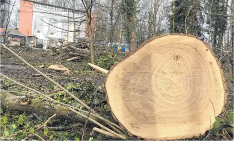  ?? FOTO: RUP ?? Im Wäldchen gegenüber dem Heizhaus und der Blauen Blume ist der alte Baumbestan­d gefallen.