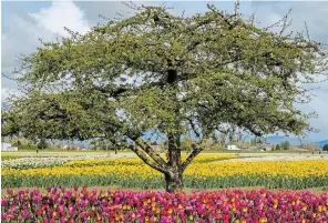  ?? ?? A tree anchors a formal planting of tulips before the scene opens to acres of daffodils blanketing the floor of the Skagit Valley.