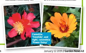  ??  ?? Camellia ‘Yuletide’, and right, calendula ‘Power Daisy’