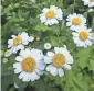  ?? HENRY HOMEYER ?? Feverfew is among the plants that get aster yellows.