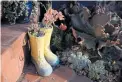  ?? DAI SUGANO/STAFF ?? Top: Rain boots serve as succulent planters in Sarah V. Lee’s Pleasanton garden.
