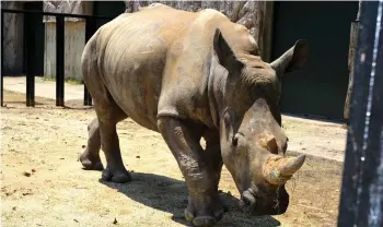  ?? Photo — AFP ?? Emma is seen at the Tobu Zoo in Miyashiro, Saitama prefecture a day a er arriving from Taiwan for breeding.