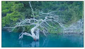  ?? (NWA Democrat-Gazette/Flip Putthoff) ?? Trees along the Beaver Lake shoreline are like nature’s artwork. Black bass and other game fish hang around them. Culmer has plucked several bass from around this one tree in Van Winklle Hollow.