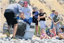  ??  ?? Christophe­r Nagle, second from left, a marine biologist at the care center, helps carry a crate holding a Northern elephant seal.