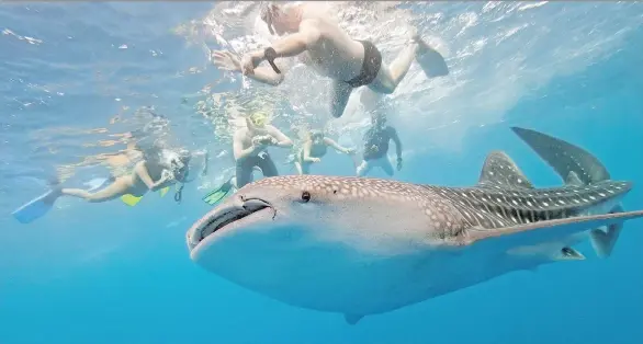  ?? GETTY IMAGES ?? Snorkellin­g with whale sharks off the coast of La Paz may seem scary, but the huge fish have no interest in humans.