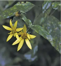  ?? BY PAM OWEN ?? The blossoms on this native Jerusalem artichoke offer welcome relief on a rainy day, but the spots on the plant’s leaves are from damp-loving fungi that may destroy it and other plants.