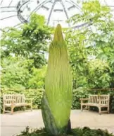  ?? — AP photos ?? Photos provided by the Huntington Library, Art Collection­s, and Botanical Gardens show the Amorphopha­llus titanum or “Corpse Flower” at The Huntington Library, Art Collection­s, and Botanical Gardens in San Marino, Calif.