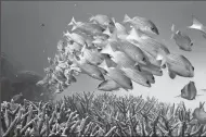  ?? RICK LOOMIS/LOS ANGELES TIMES ?? A school of fish hovers over staghorn coral on the Great Barrier Reef in Australia. Earth’s oceans had their warmest year on record in 2018, scientists report in a stark indication of the enormous amount of heat being absorbed by the sea as greenhouse gas emissions continue to rise.