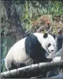  ?? AP/MICHAEL A. McCOY ?? Bei Bei, a giant panda, munches on bamboo at the Smithsonia­n National Zoological Park before his flight to China on Tuesday.