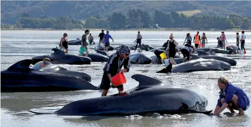  ?? AFP ?? Volunteers try to assist some stranded pilot whales that came to shore in Golden Bay, at the top of New Zealand’s South Island, on Sunday. —