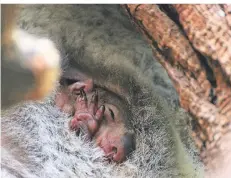  ?? FOTOS: SICKMANN/ZOO DUISBURG ?? Die jungen Koalas sind erst winzig klein.