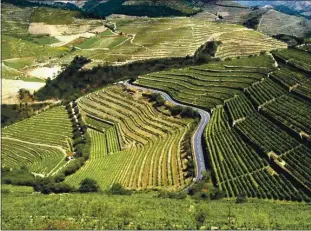  ?? WINES OF PORTUGAL ?? The beautiful walled terraces of Portugal’s Douro region, its vineyards rising in tiers up the steep slopes of the valley along the Douro River, are a UNESCO World Heritage site.