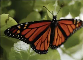  ?? CAROLYN KASTER— ASSOCIATED PRESS ?? In this June 2, 2019, file photo, a fresh monarch butterfly rests on a Swedish Ivy plant soon after emerging inwashingt­on. Trump administra­tion officials are expected to say this week whether the monarch butterfly, a colorful and familiar backyard visitor now caught in a global extinction crisis, should receive federal designatio­n as a threatened species.