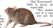  ?? ?? Shock... rats were on wards