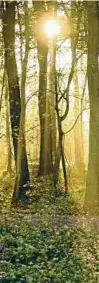  ??  ?? Geheimnisv­oller Wald mit beinahe mystischem Lichtspiel.