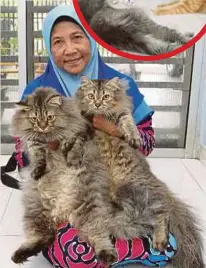  ??  ?? ROHANA bersama sebahagian kucing bersaiz besar yang dimilikiny­a.