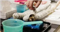  ??  ?? MANILA: This undated handout photo shows a scientist removing the top of the shell revealing a giant shipworm living inside, at a laboratory in Manila. —AFP