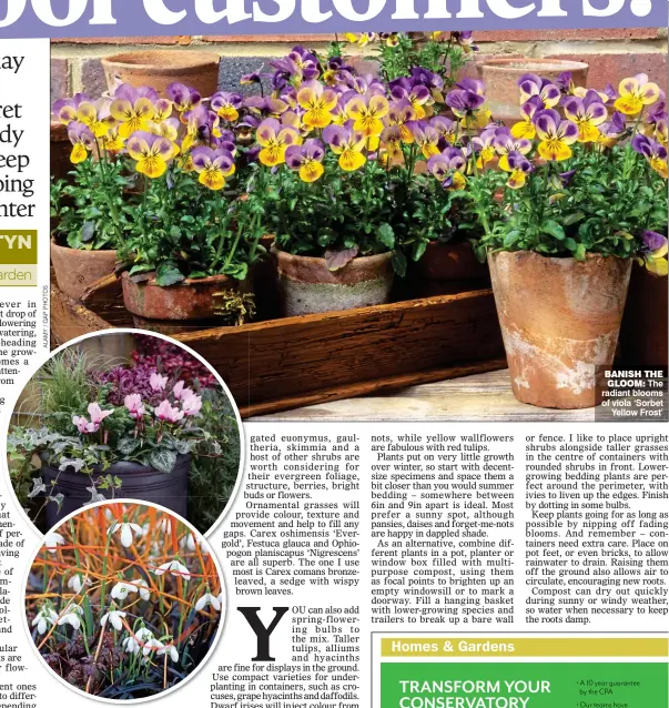  ??  ?? POTS OF COLOUR: Combinatio­ns including snowdrops and dogwood and, top, cyclamens and trailing ivy BANISH THE GLOOM: The radiant blooms of viola ‘Sorbet Yellow Frost’